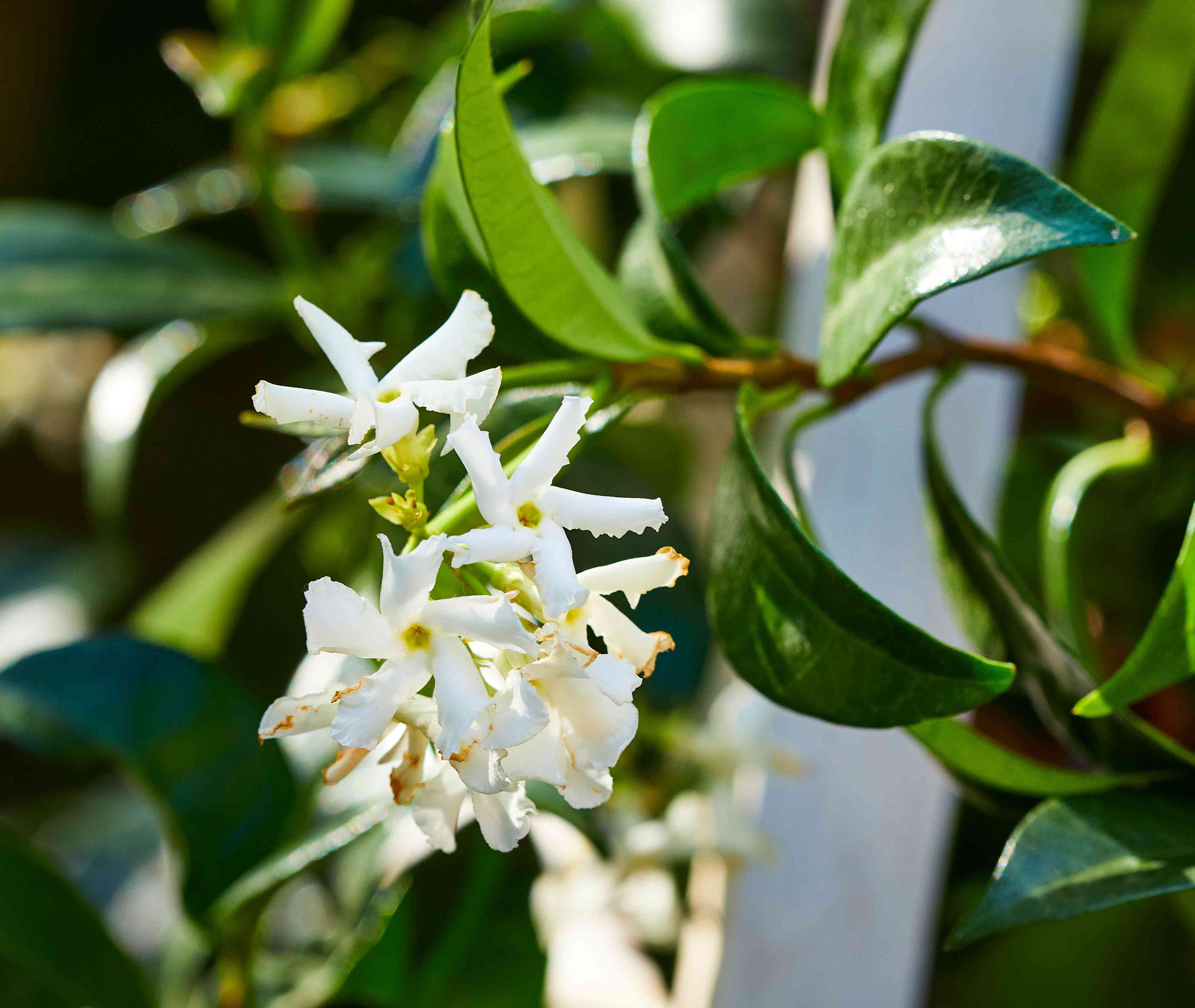 11 Fragrant Patio Plants to Fill Your Outdoor Space with Sweet Scents