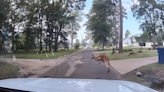 Lufkin PD dash cam captures kangaroo hopping in front of patrol car