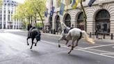 Caballos Militares Escapan y Causan Caos en el Centro de Londres