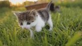 Arizona Animal Welfare League explains how to prevent ‘kit-napping’