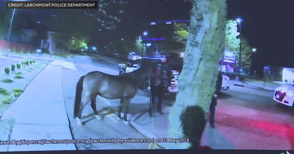 Police catch escaped pony found wandering in Westchester County. Here's how they found its owner.