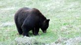 Rural County Representatives of California (RCRC) Reports State Opens Comment Period for Black Bear Conservation Plan