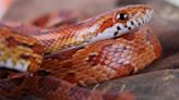 Travel nightmare: Man caught smuggling over 100 live snakes in his pants