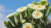 Saguaros are blooming! 8 facts about saguaro blossoms