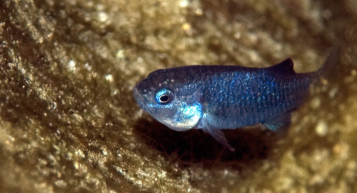 Endangered Pupfish Found Only in a Death Valley Cave Springs Back to Life in Numbers at 25-Year High