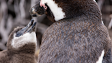 Georgia Aquarium's New African Penguin Chick Couldn't Possibly Be Sweeter