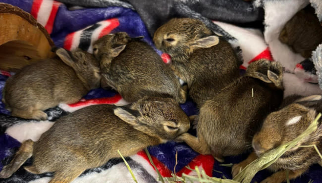 Michigan cop rescues baby rabbits found in airtight bag