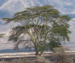 Vachellia xanthophloea