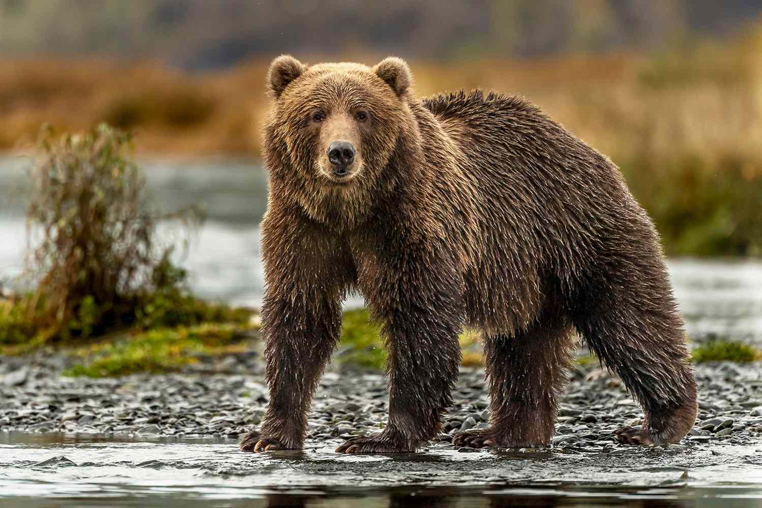 Hiker Played Dead While Being Mauled by Grizzly Bear, Who May Have Been Protecting Cub