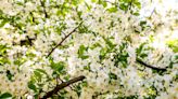 How to Grow and Care for Sargent Crabapple