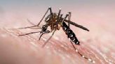 Departamento de La Paz está sin casos de dengue hace una semana - El Diario - Bolivia