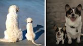 Photoshop Artist Creates Touching Portraits Of Older Dogs With Their Younger Selves