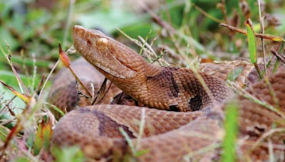If a copperhead bites you in SC and you have no cell phone service, follow these tips to survive