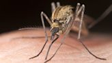 Did record rains in Southwest Florida drive a mass of biting mosquitoes? What to know