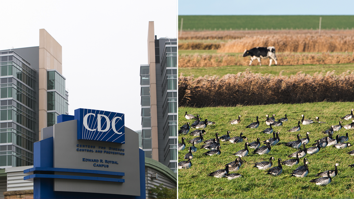 CDC, WebMD give update on current bird flu outbreak: ‘Be alert, not alarmed’