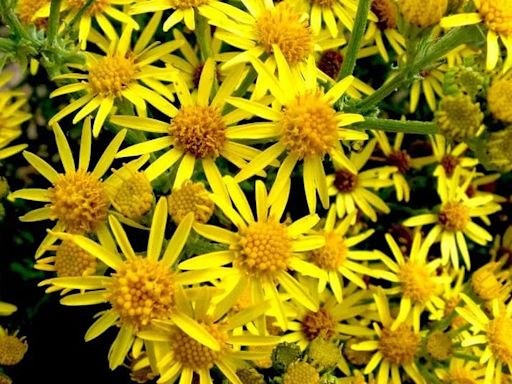 Warning over 'extremely poisonous' plant invading UK gardens