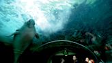 El dugongo, funcionalmente extinto en China, según una investigación