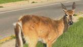 Death of neighbourhood deer sparks anger among Waterloo residents