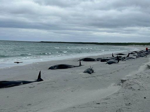 At least 65 whales dead in UK's 'biggest mass stranding in decades'