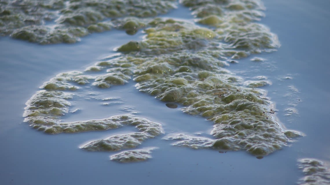 City of Austin asking for public's help to limit harmful algae on Lady Bird Lake
