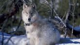 Feds offer $50,000 reward after 3 wolves are found dead in Oregon