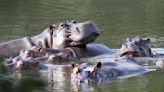 Colombia Plans to Ship 70 of Pablo Escobar's 'Cocaine Hippos' to New Homes in India and Mexico