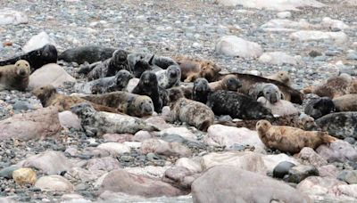 Experts use light aircraft to check the size of Wales' seal population