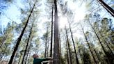 May the Forest be with You: Upstate groups celebrate forest stewardship, what you can do