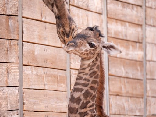 Houston Zoo welcomes new baby giraffe, Kamili