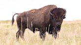 83-year-old Greenville woman injured after being gored by bison at Yellowstone National Park