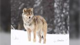 Northern Ont. trappers opposed to new federal protections for unique wolf species