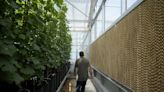 Greenhouses are becoming more popular, but there's little research on how to protect workers