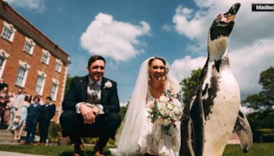 Groom surprises penguin-loving bride with special ring bearer at their wedding