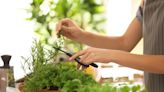 Guía para cultivar un jardín de hierbas aromáticas en casa