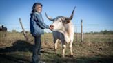How Rowdy Girl Sanctuary Is Challenging the Texas Cattle Industry One Ranch at a Time