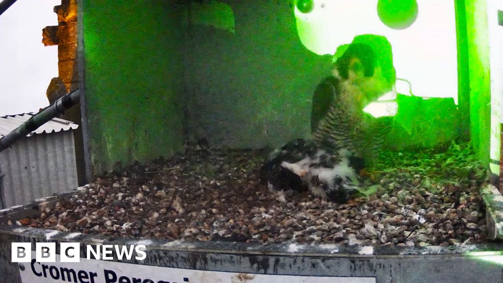 Laser disturbs Cromer peregrine falcon nest