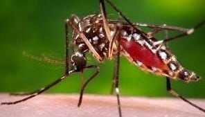 Can your blood type explain why mosquitoes bite you more than others? Experts weigh in.