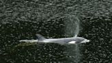 'Very smart' B.C. orca calf evades rescuers, forcing switch in tactics