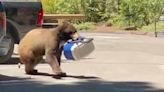 Watch: Bear steals lunches from cooler in workers' truck near Lake Tahoe