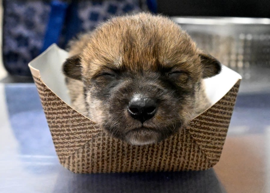 Endangered Mexican wolf pups born at Brookfield Zoo being fostered by wild dens in New Mexico