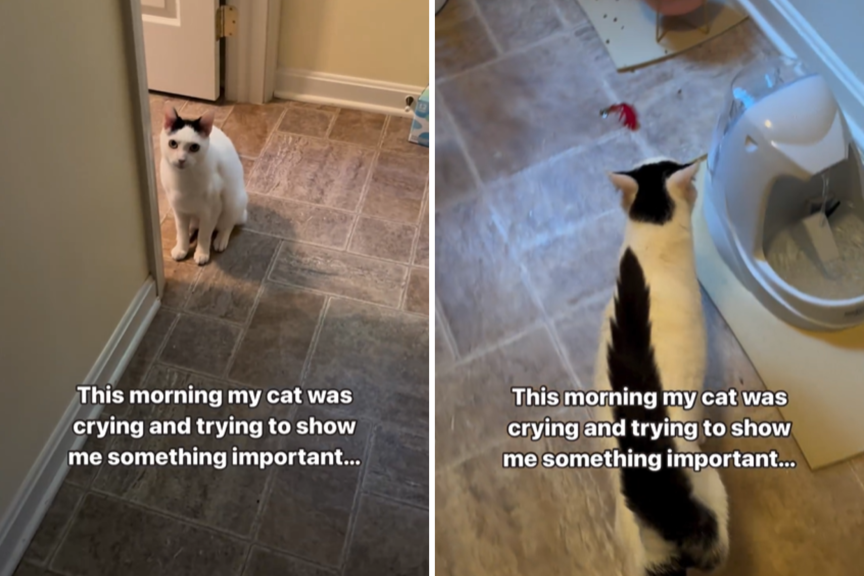 Crying cat who alerts owner to terrifying "danger" has internet in stitches