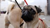 MPs call for crackdown on ‘designer’ dog clinics and unlicensed breeders