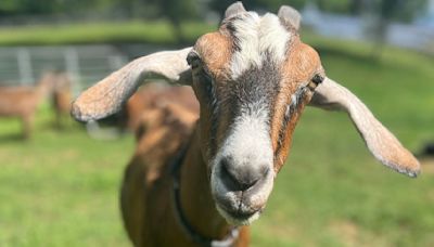 Dozens of goats up for adoption in Massachusetts: "Can be goofy and fun pets"