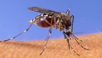 West Nile virus identified in North Las Vegas mosquitos