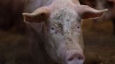 US pork firms split over Congress bill to overturn California animal welfare law