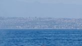 Season’s first blue whale does ‘greyhounding lunges’ off Laguna Beach