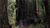 Five California State Parks to Visit This Spring