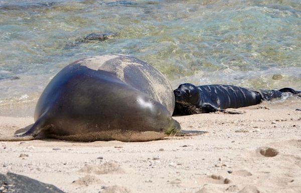 NOAA: Newborn Hawaiian monk seal found dead on North Shore