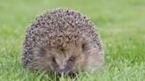 Warning over hedgehog and frog 'massacre'
