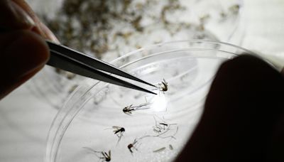 Puerto Rico declares an epidemic after dengue cases spike. What you need to know.